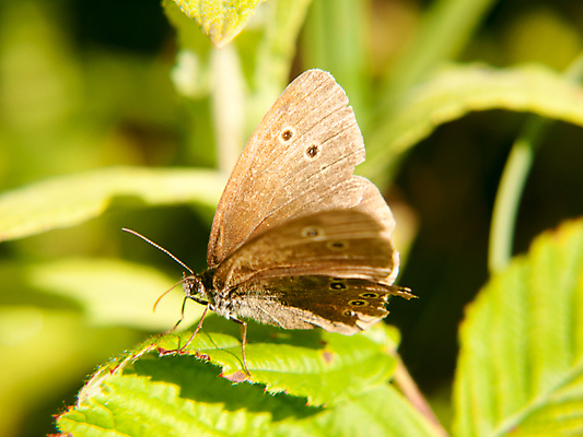 포토 JPG 해외이미지 식물 동물 꽃 야생동물 나비 곤충 백그라운드 잎 밭 절지류 날개 자연 안테나 사람없음 야외 초록색 여름 갈색 정원 봄 점 닫기 작음 묘사 내추럴 해외202004 해외포토 계절 컬러 농업 통신 모션 크기 생태계 파일형식 이미지허브