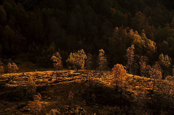 포토 JPG 해외이미지 계절 잎 자연 산 따뜻함 그림자 풍경 사람없음 빛 태양 가을 황금 저녁 숲 언덕 자작나무 해외202004 해외포토 자연요소 나무 식물 야간 생태계 파일형식 이미지허브