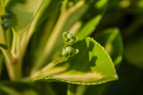 포토 JPG 해외이미지 나무 식물 과학 잎 채소 자연 표면 사람없음 옆모습 초록색 울타리 새싹 정원 덮개 관목 묘사 쇼 마법 정맥 광합성 해외202004 해외포토 뷰포인트 컬러 담장 뚜껑 생태계 혈관 파일형식 이미지허브