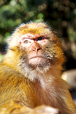 포토 JPG 해외이미지 나무 동물 응시 공원 남자 얼굴 야생동물 백그라운드 패턴 오렌지 포유류 아프리카 자연 추상 생물 털 동물원 앉기 사람없음 야외 빨간색 초록색 갈색 검은색 분노 게임 흰색 원숭이 황무지 무서움 사파리 질감 유인원 동물상 생태학 전국 혼자 해외202004 해외포토 식물 시선 공공시설 교육 감정 나라 컬러 무늬 과일 모션 놀이 사람 신체부위 조형물 생태계 파일형식 이미지허브