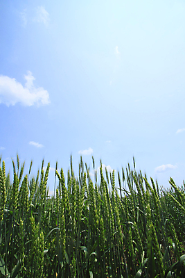 포토 JPG 해외이미지 식물 구름 자연 하늘 씨앗 풍경 사람없음 야외 초록색 빛 햇빛 노란색 밀 밀짚 내추럴 해외202004 해외포토 자연요소 컬러 곡류 태양 짚 생태계 파일형식 이미지허브