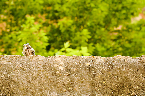 포토 JPG 해외이미지 동물 공원 야생동물 백그라운드 포유류 자연 휴가 국립공원 사람없음 초록색 환경 미국 황금 치아 보호 설치류 먹기 다람쥐 북쪽 서식지 내추럴 땅바닥 서쪽 와이오밍 해외202004 해외포토 공공시설 컬러 컨셉 북아메리카 모션 바닥 소화기관 방향 생태계 파일형식 이미지허브