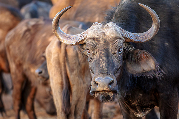 포토 JPG 해외이미지 동물 공원 야생동물 여행 포유류 아프리카 자연 초식동물 사람없음 환경 힘 행성 자신감 황무지 소 보호 군중 위험 큼 망토 트로피 심볼 사파리 황소 5 남쪽 공격적 전국 힘찬 해외202004 해외포토 공공시설 감정 나라 컨셉 사람 숫자 우주 크기 방향 상_우승 생태계 파일형식 이미지허브