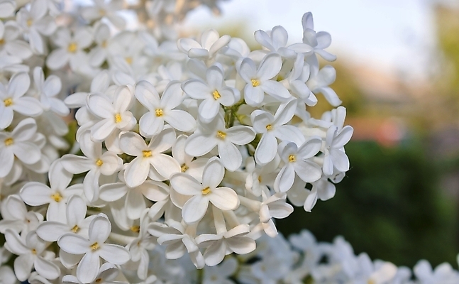 포토 JPG 해외이미지 식물 계절 잎 자연 하늘 풍경 사람없음 야외 파란색 컬러풀 햇빛 평화 맑음 봄 벚꽃 흰색 신선 개화 다발 유기농 복고 보케 향기 냄새 심플 라일락 내추럴 해외202004 해외포토 웰빙 꽃 컬러 컨셉 날씨 태양 생태계 파일형식 이미지허브