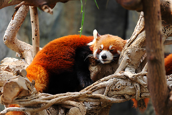 포토 JPG 해외이미지 주간 나무 한마리 사람없음 야외 아웃포커스 귀여움 잠 레서판다 해외202004 해외포토 자연요소 식물 1 컨셉 포유류 촬영기법 파일형식 이미지허브