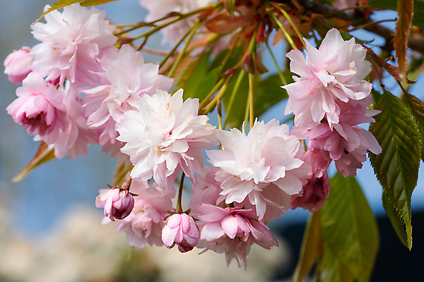 포토 JPG 해외이미지 주간 꽃 분홍색 자연 사람없음 야외 아웃포커스 해외202004 해외포토 자연요소 식물 컬러 촬영기법 생태계 파일형식 이미지허브