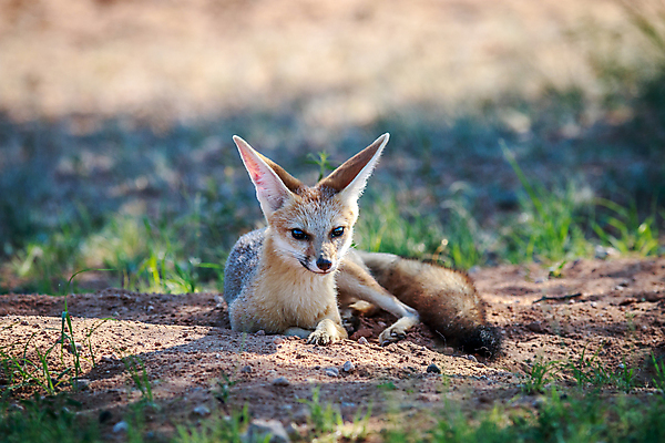 포토 JPG 해외이미지 동물 야생동물 여행 포유류 아프리카 자연 건조 국립공원 사람없음 야외 사막 황무지 보호 망토 사파리 귀 여우 육식동물 남쪽 내추럴 남아프리카 동물상 보츠와나 생태학 칼라하리 해외202004 해외포토 공원 교육 나라 컨셉 신체부위 조형물 방향 생태계 파일형식 이미지허브