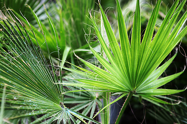 포토 JPG 해외이미지 나무 줄기 잎 곡선 숙이기 손바닥 사람없음 초록색 아치 고립 해외202004 해외포토 식물 손 선 컬러 포즈 파일형식 이미지허브