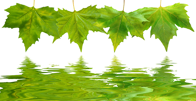 포토 JPG 해외이미지 나무 식물 계절 호수 파도 백그라운드 단풍 잎 자연 표면 사람없음 야외 초록색 물 여름 빛 컬러풀 반사 환경 화목 봄 거울 젖음 성장 가을 흰색 신선 닫기 떨어짐 숲 순수 질감 내추럴 고립 잔물결 몽환 해외202004 해외포토 자연요소 물결 바다 컬러 컨셉 모션 생태계 파일형식 이미지허브