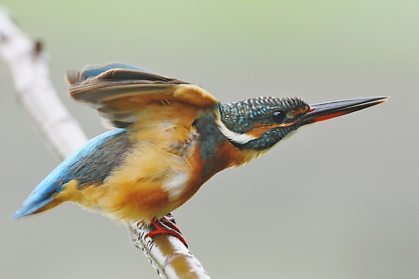 포토 JPG 해외이미지 주간 야생동물 자연 조류 사람없음 야외 나뭇가지 물새 물총새 해외202004 해외포토 자연요소 나무 동물 생태계 파일형식 이미지허브