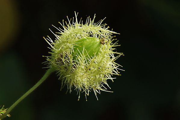 포토 JPG 해외이미지 식물 꽃잎 꽃 잎 과일 사람없음 초록색 정원 보라색 벚꽃 흰색 물방울 떨어짐 약초 덩굴 허브 열정 포도나무 트레일러 꽃수술 온실 이국적 해외202004 해외포토 감정 컬러 컨셉 풀_식물 과일나무 파일형식 이미지허브