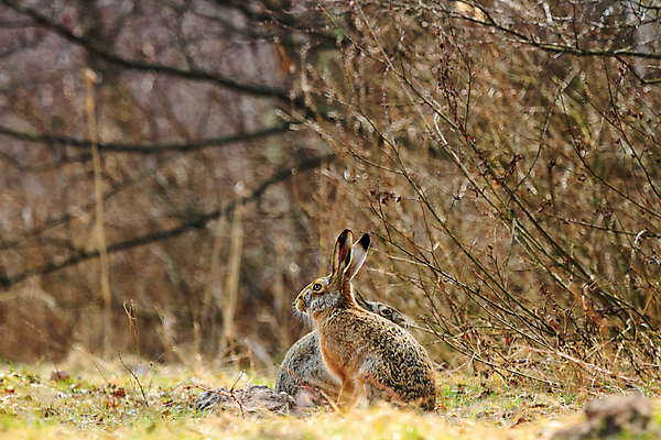 포토 JPG 해외이미지 동물 1 응시 행복 얼굴 야생동물 백그라운드 포유류 자연 부활절 털 사랑 앉기 사람없음 빨간색 초록색 반려동물 농장 갈색 검은색 봄 회색 흰색 토끼 관찰 달콤 작음 자르기 싱글 귀 부드러움 고립 해외202004 해외포토 시선 계절 기념일 감정 컬러 농업 모션 신체부위 감각 맛 크기 생태계 파일형식 이미지허브