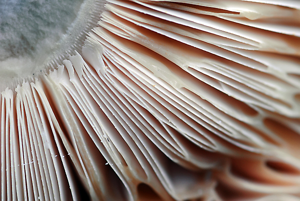 포토 JPG 해외이미지 식물 음식 줄기 채소 재료 자연 요리 사람없음 갈색 버섯 흰색 숲 작음 곰팡이 식용 캡모자 해외202004 해외포토 모자_잡화 컬러 크기 생태계 파일형식 이미지허브