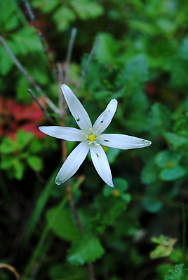포토 JPG 해외이미지 식물 계절 공원 꽃잎 꽃 별 시계 꽃다발 잎 꽃무늬 밭 자연 사람없음 장식 초록색 정원 놀람 봄 벚꽃 흰색 신선 개화 우아함 닫기 소프트포커스 작음 다발 묘사 내추럴 꽃수술 베들레헴 영원 공급 해외202004 해외포토 자연요소 공공시설 감정 컬러 컨셉 무늬 농업 모션 촬영기법 표정 크기 생태계 파일형식 이미지허브