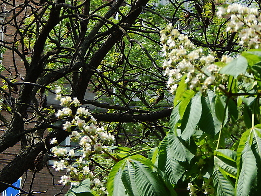 포토 JPG 해외이미지 나무 식물 계절 공원 꽃잎 꽃 백그라운드 잎 자연 사람없음 야외 빨간색 초록색 여름 봄 벚꽃 흰색 나뭇가지 개화 해외202004 해외포토 공공시설 컬러 생태계 파일형식 이미지허브