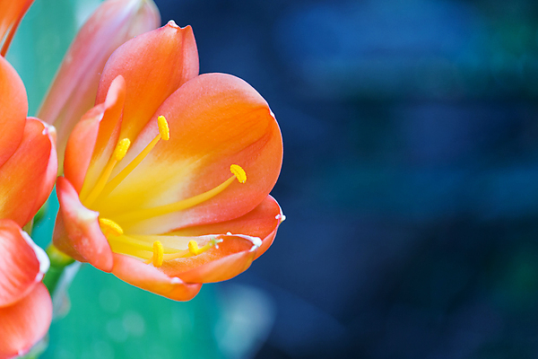 포토 JPG 해외이미지 식물 꽃잎 꽃 분홍색 백그라운드 꽃무늬 선인장 주택 실내 사람없음 장식 빨간색 초록색 보라색 봄 사막 성장 벚꽃 흰색 신선 개화 닫기 냄비 벌 오브젝트 생물학 날카로움 꽃가루 스파이크 내추럴 고립 해외202004 해외포토 계절 교육 컬러 곤충 무늬 모션 내부 건물 솥 가루 파일형식 이미지허브