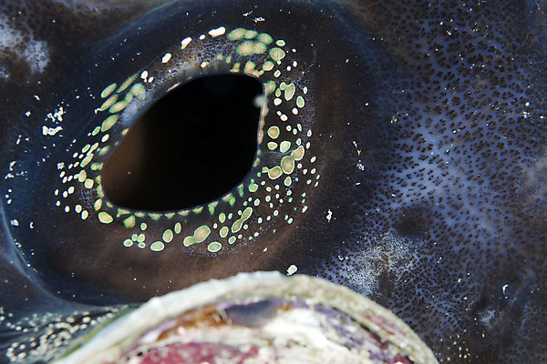 포토 JPG 해외이미지 동물 야생동물 바다 백그라운드 학교 자연 조개 바닥 이집트 어류 사람없음 빨간색 초록색 물 파란색 빛 컬러풀 태양 환경 수중 광선 산호 아래 생태계 소금 부드러움 암초 대서양 내추럴 소금물 이국적 해외202004 해외포토 자연요소 교육 컬러 아프리카 어패류 수중동물 감각 자포동물 방향 위치 파일형식 이미지허브