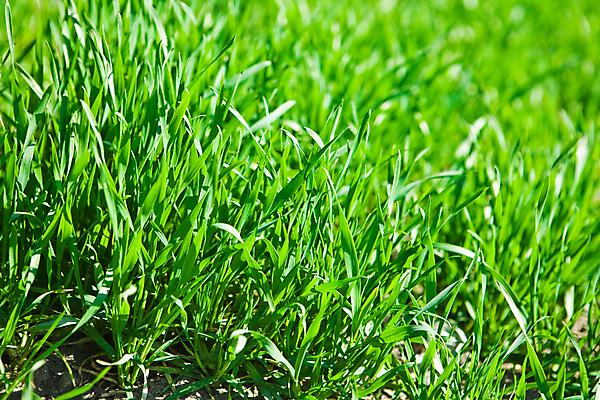 포토 JPG 해외이미지 식물 라이프스타일 백그라운드 자연 건강 잔디 사람없음 야외 가로 초록색 환경 정원 활발 성장 신선 칼날 선택 보호 허브 가득함 유기농 질감 슛 섬유 전경 해외202004 해외포토 웰빙 컬러 컨셉 풍경 생활 직물 생태계 파일형식 탑뷰 이미지허브