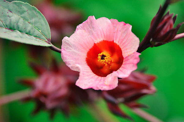 포토 JPG 해외이미지 식물 꽃 음식 백그라운드 농업 채소 과일 태국 자연 건강 사람없음 빨간색 초록색 약 농장 흰색 허브 고립 히비스커스 해외202004 해외포토 산업 아시아 컬러 의학 생태계 파일형식 이미지허브