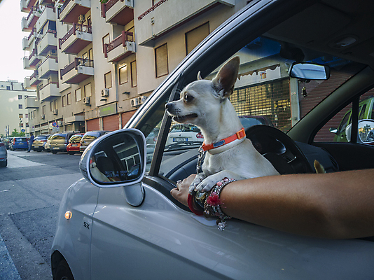 포토 JPG 해외이미지 동물 행복 도로 여행 창문 교통시설 모션 자동차 수업 휴가 성인 사람없음 야외 여름 반려동물 선글라스 머리 강사 기댐 경쟁 운전 흰색 바퀴 개 강아지 승차 시원함 테리어 속도 엔진 잭 경보 면허증 자동 해외202004 해외포토 직업 계절 교육 감정 안경 길 육상교통 컬러 교통 컨셉 포유류 사람 신체부위 시설 면허 증명서 파일형식 이미지허브