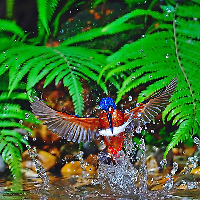 포토 JPG 해외이미지 동물 야생동물 조류 어류 사람없음 물 파란색 컬러풀 잡기 아래 깃털 사냥 육식동물 물총새 해외202004 해외포토 자연요소 컬러 모션 수중동물 방향 위치 파일형식 이미지허브