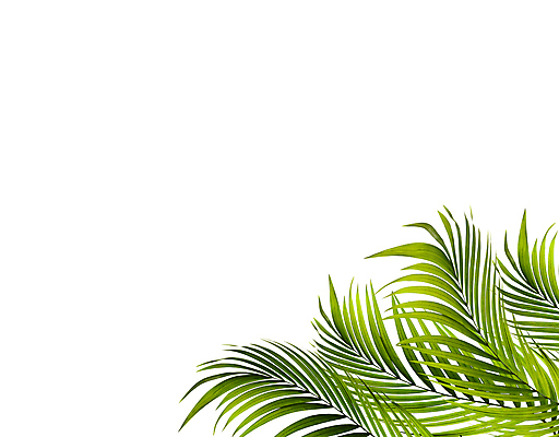 포토 JPG 해외이미지 나무 식물 아이콘 줄기 백그라운드 잎 패턴 곡선 부분 자연 숙이기 손바닥 사람없음 초록색 여름 스파 성장 흰색 나뭇가지 숲 작음 심볼 오브젝트 싱글 아치 코코넛 정맥 고립 해외202004 해외포토 손 계절 선 컬러 포즈 무늬 과일 크기 생태계 혈관 파일형식 이미지허브