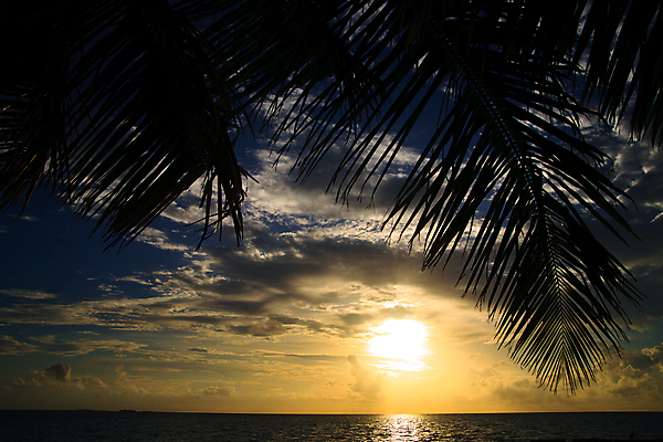 포토 JPG 해외이미지 나무 구름 실루엣 모래 파도 바다 섬 여행 잎 자연 하늘 휴가 열대 따뜻함 그림자 사람없음 빨간색 물 여름 파란색 태양 일출 맑음 일몰 야간 암초 코코넛 몰디브 아열대 해외202004 해외포토 자연요소 식물 계절 아시아 컬러 과일 날씨 촬영기법 노을 생태계 파일형식 이미지허브