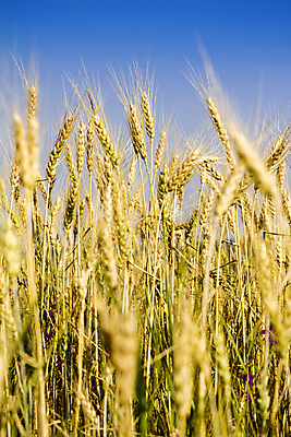 포토 JPG 해외이미지 식물 계절 음식 줄기 밭 농업 자연 씨앗 풍경 사람없음 야외 여름 농작물 햇빛 농경지 노란색 맑음 성장 시골 황금 낟알 땅 시리얼 밀 귀 내추럴 밭일 숙성 호밀 수평선 해외202004 해외포토 산업 컬러 날씨 곡류 신체부위 태양 농장 생태계 파일형식 이미지허브