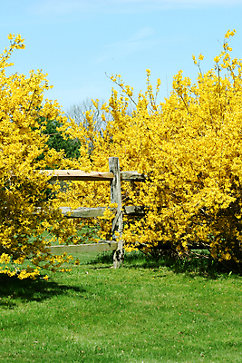 포토 JPG 해외이미지 식물 계절 잎 자연 사람없음 목재 초록색 여름 울타리 봄 해외202004 해외포토 나무 컬러 재료 담장 생태계 파일형식 이미지허브