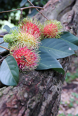 포토 JPG 해외이미지 나무 식물 잎 농업 과일 자연 사람없음 농장 수확 달콤 상품 과수원 숙성 해외202004 해외포토 산업 맛 생태계 파일형식 이미지허브