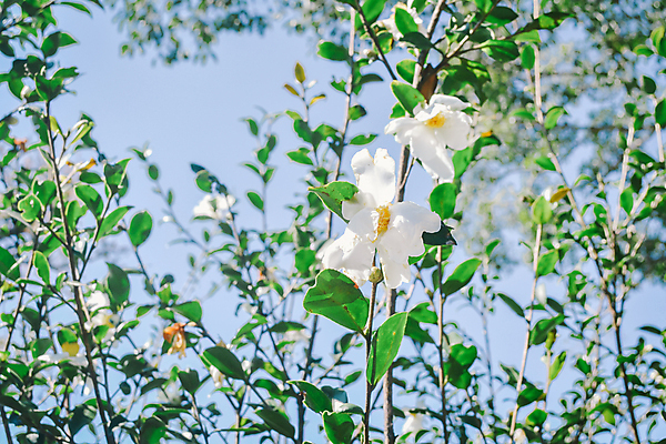 포토 JPG 해외이미지 나무 식물 꽃 아시아 잎 밭 농업 자연 하늘 산 풍경 사람없음 야외 초록색 농장 농경지 환경 계곡 시골 신선 차 언덕 장면 산악지대 해외202004 해외포토 나라 산업 음료 컬러 생태계 파일형식 이미지허브