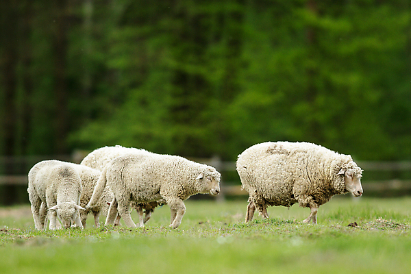 포토 JPG 해외이미지 동물 응시 계절 백그라운드 밭 농업 포유류 청소년 자연 하늘 새로움 육류 사람없음 초록색 여름 파란색 농장 평화 가축 봄 흰색 시골 아기 신선 양 그룹 양치기 군중 주식 손목시계 양고기 내추럴 양모 결백 고립 밭일 양털 해외202004 해외포토 직업 시선 산업 시계 컬러 컨셉 식재료 장신구 사람 금융 직물 생태계 파일형식 이미지허브
