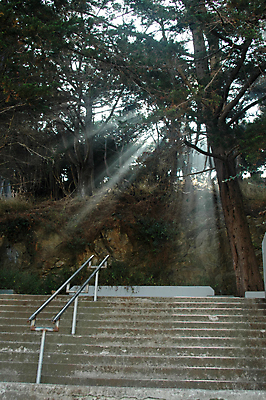 포토 JPG 해외이미지 나무 잎 사람없음 빛 햇빛 태양 계단 탑 광선 언덕 캘리포니아 단계 해외202004 해외포토 자연요소 식물 건축물 미국 파일형식 이미지허브