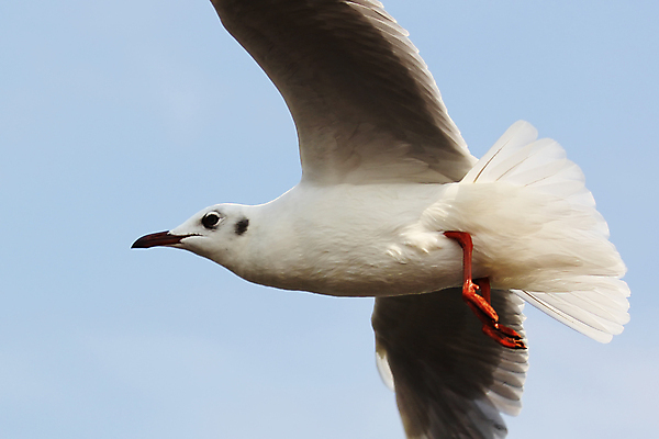포토 JPG 해외이미지 동물 야생동물 바다 포즈 백그라운드 날개 태국 자연 갈매기 조류 하늘 해변 사람없음 야외 햇빛 희망 자유 비행 깃털 물새 해외202004 해외포토 감정 아시아 컨셉 태양 생태계 파일형식 이미지허브