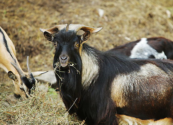포토 JPG 해외이미지 동물 응시 새끼 포유류 가족 자연 염소 뿔 사람없음 초록색 검은색 가축 관찰 보호구역 해외202004 해외포토 시선 컬러 관계 모션 생태계 구역 파일형식 이미지허브