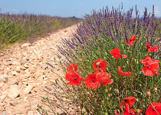 포토 JPG 해외이미지 꽃 유럽 문화 농업 풍경 사람없음 빨간색 여름 보라색 프랑스 개화 양귀비 프랑스어 프로방스 해외202004 해외포토 식물 문자 계절 나라 산업 컬러 파일형식 이미지허브