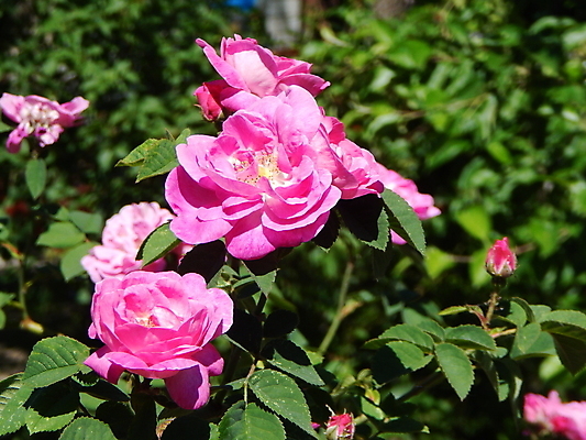 포토 JPG 해외이미지 식물 꽃 백그라운드 꽃무늬 패턴 오렌지 자연 해바라기 사람없음 초록색 여름 컬러풀 노란색 놀람 봄 흰색 닫기 내추럴 해외202004 해외포토 계절 감정 컬러 무늬 과일 모션 표정 생태계 파일형식 이미지허브