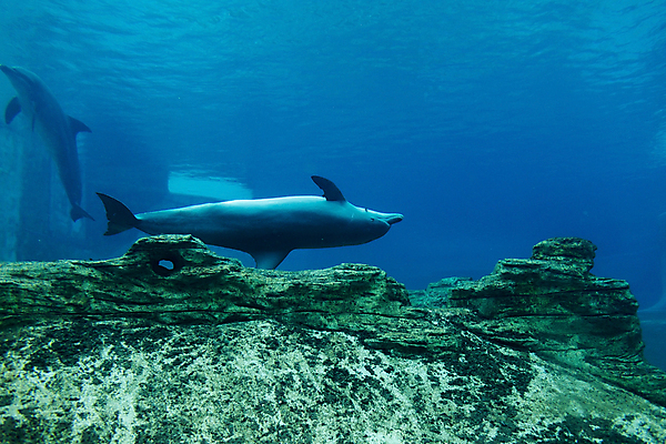 포토 JPG 해외이미지 동물 여행 사람없음 물 관광지 고요 돌고래 수족관 내추럴 싱가폴 해외202004 해외포토 자연요소 아시아 포유류 수중동물 파일형식 이미지허브