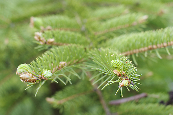 포토 JPG 해외이미지 나무 식물 디자인 계절 공원 줄기 백그라운드 밭 자연 하늘 산 풍경 사람없음 야외 목재 장식 초록색 여름 파란색 빛 환경 맑음 성장 흰색 나뭇가지 숲 언덕 상록수 침엽수 전나무 고립 가문비나무 해외202004 해외포토 공공시설 컬러 농업 재료 날씨 생태계 파일형식 이미지허브