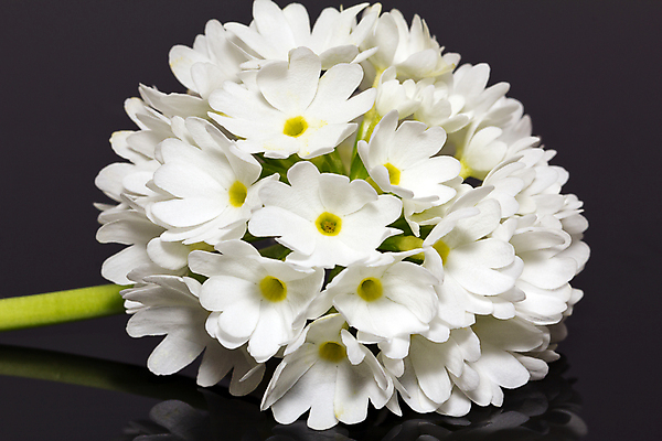 포토 JPG 해외이미지 식물 디자인 계절 꽃잎 꽃 화분 백그라운드 꽃무늬 추상 사람없음 장식 초록색 컬러풀 정원 봄 벚꽃 흰색 신선 개화 묘사 생태계 원예 내추럴 고립 프리뮬러 해외202004 해외포토 컬러 무늬 취미 파일형식 이미지허브