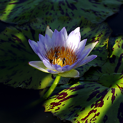 포토 JPG 해외이미지 식물 공원 꽃잎 꽃 꽃다발 백그라운드 잎 밭 농업 자연 하늘 사람없음 야외 여름 햇빛 태양 정원 성장 벚꽃 나뭇가지 농촌 연못 신선 화려 개화 자연백그라운드 심기 해외202004 해외포토 자연요소 나무 계절 공공시설 산업 컨셉 모션 시골 생태계 파일형식 이미지허브