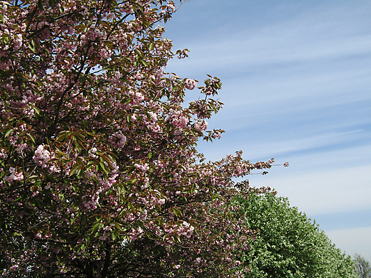 포토 JPG 해외이미지 나무 구름 꽃 선 분홍색 자연 하늘 사람없음 야외 초록색 여름 파란색 봄 줄무늬 흰색 체리 유기농 해외202004 해외포토 자연요소 식물 웰빙 계절 컬러 무늬 과일 생태계 파일형식 이미지허브