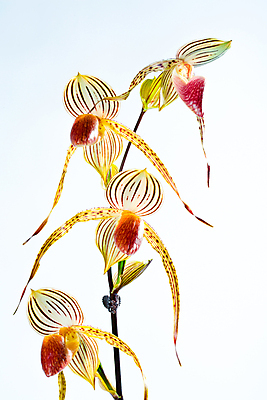 포토 JPG 해외이미지 식물 기념일 꽃잎 꽃 선 꽃다발 농업 자연 사랑 사람없음 장식 초록색 빛 정원 보라색 성장 벚꽃 가을 나뭇가지 화려 난초 우아함 묘사 유기농 원예 생물학 조경 대각선 내추럴 광합성 해외202004 해외포토 나무 웰빙 계절 교육 감정 산업 컬러 컨셉 이벤트 취미 생태계 파일형식 이미지허브