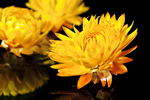 포토 JPG 해외이미지 식물 꽃잎 꽃 잎 자연 건조 사랑 사람없음 장식 빨간색 노란색 쌓기 봄 기쁨 추위 죽음 고독 자르기 싱글 고립 돌봄 스크랩북 옛날 노화 해외202004 해외포토 계절 감정 컬러 컨셉 모션 생태계 파일형식 이미지허브