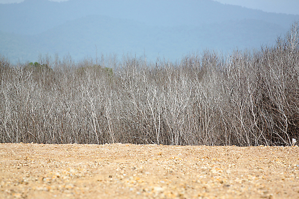 포토 JPG 해외이미지 나무 백그라운드 자연 하늘 날씨 건조 사람없음 목재 햇빛 나뭇가지 죽음 뜨거움 땅 땅바닥 삼림지대 수목 해외202004 해외포토 식물 재료 바닥 태양 숲 생태계 파일형식 이미지허브