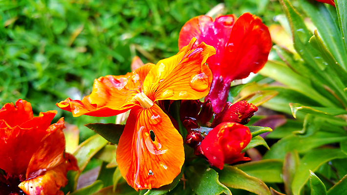 포토 JPG 해외이미지 식물 꽃 자연 사람없음 빨간색 컬러풀 햇빛 정원 젖음 이슬 빗물 해외202004 해외포토 컬러 태양 비_날씨 생태계 파일형식 이미지허브