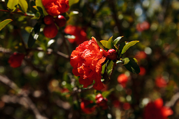 포토 JPG 해외이미지 나무 식물 꽃잎 꽃 음식 잎 채소 과일 자연 건강 사람없음 야외 장식 빨간색 초록색 여름 정원 봄 성장 벚꽃 신선 닫기 달콤 유기농 원예 꽃가루 석류 꿀 내추럴 가넷 온실 해외202004 해외포토 웰빙 계절 컬러 모션 취미 맛 보석 가루 생태계 파일형식 이미지허브
