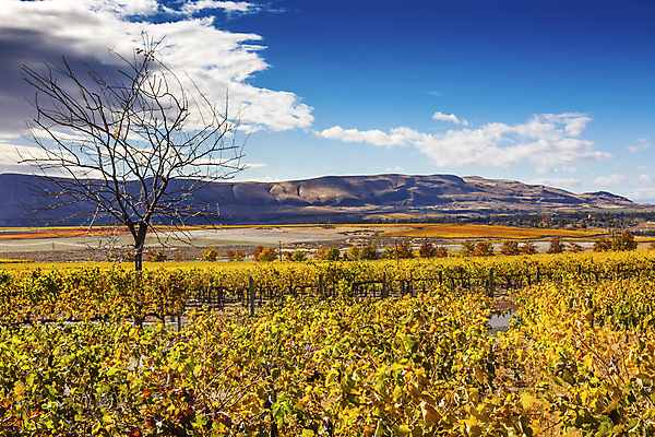 포토 JPG 해외이미지 식물 음식 잎 밭 농업 과일 자연 포도 풍경 사람없음 야외 초록색 농장 노란색 와인 계곡 수확 성장 가을 시골 신선 유기농 밭일 양조 양조장 워싱턴 해외202004 해외포토 웰빙 계절 산업 컬러 주류 미국 생태계 파일형식 이미지허브