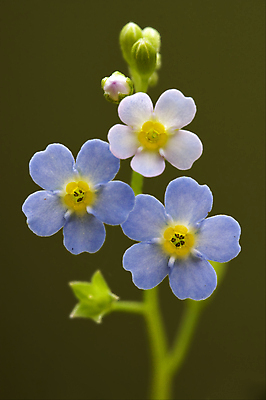 포토 JPG 해외이미지 꽃잎 꽃 줄기 백그라운드 잎 패턴 자연 그림자 사람없음 빨간색 초록색 빛 갈색 정원 검은색 봄 이탈리아 회색 개화 닫기 떨어짐 4월 6월 9월 5월 제비꽃 질감 꽃가루 5 8월 해외202004 해외포토 식물 계절 유럽 컬러 컨셉 무늬 모션 숫자 날짜 가루 생태계 파일형식 이미지허브