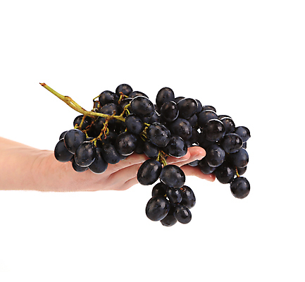 포토 JPG 해외이미지 식물 손 음식 과일 손가락 자연 포도 건강 사람없음 가로 빨간색 여름 파란색 빛 계곡 보라색 검은색 어둠 수확 나뭇가지 신선 잡기 닫기 맛 큼 다발 유기농 날것 포도밭 포도나무 고립 숙성 채식주의자 토스카나 해외202004 해외포토 나무 웰빙 계절 컬러 컨셉 밭 농업 모션 신체부위 이탈리아 크기 과일나무 생태계 채식 파일형식 이미지허브